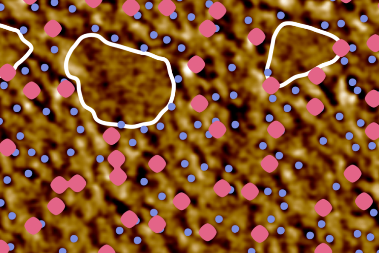 Microscopic view of the E. coli outer membrane