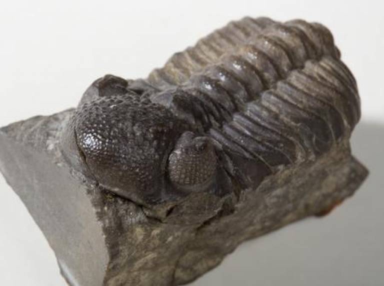 Fossil trilobite | UCL Mathematical & Physical Sciences - UCL – University  College London