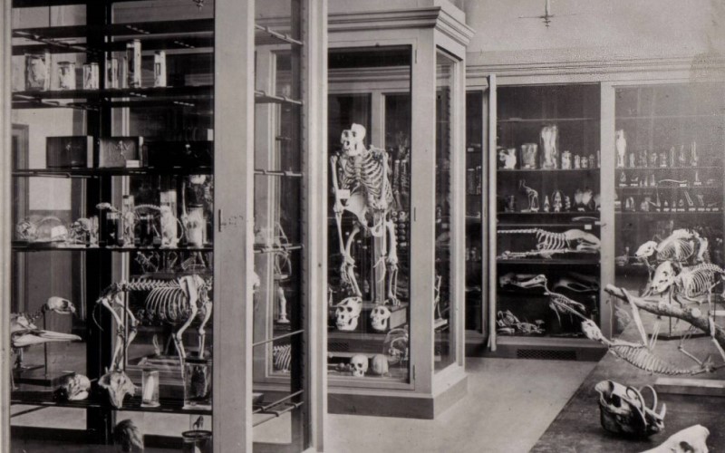 The Grant Museum interior, circa 1880.