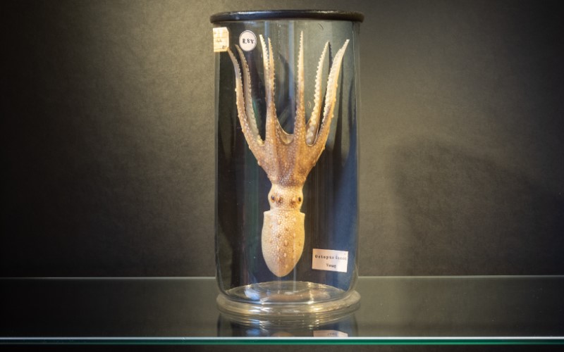 Glass model of invertebrate, by Leopold Blaschka