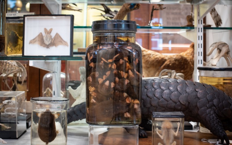 Exhibit items on shelf, with jar of moles in the forefront