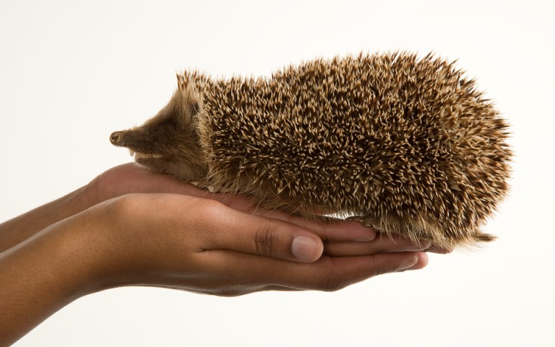 Holding a hedgehog in hands