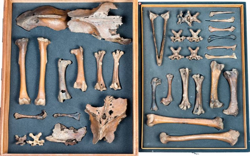 Dodo bones laid out in a drawer