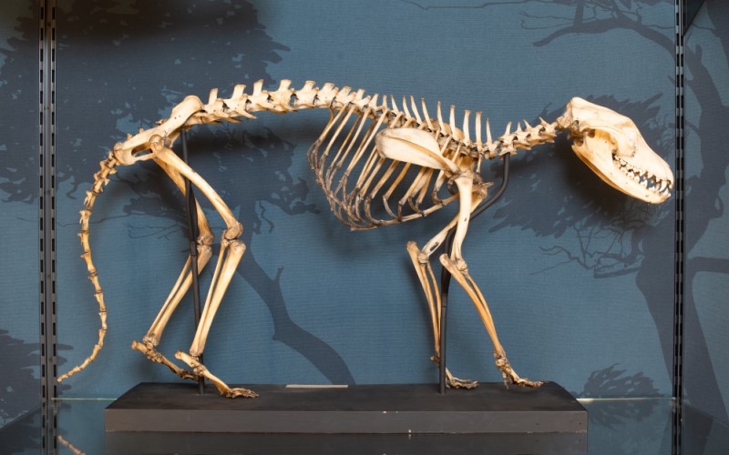 Thylacine skeleton, Grant Museum