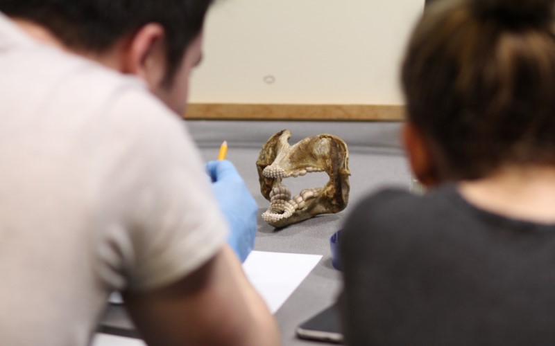 Two people examining a piece of an animal skull