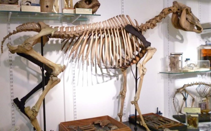 Skeleton of a quagga