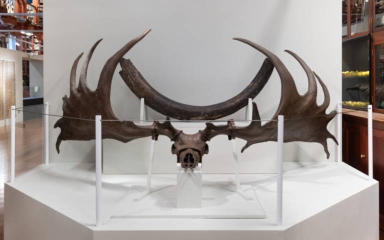 Giant Deer skull and antlers, Grant Museum