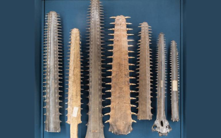 Exhibit of sawfish rostra, Grant Museum