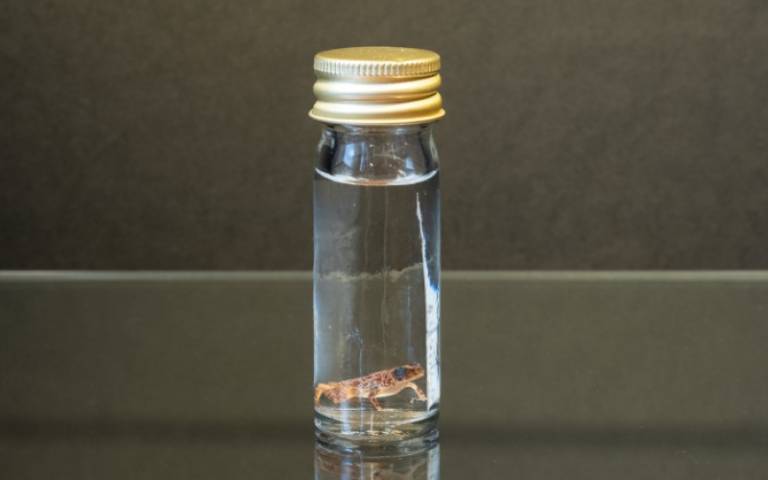 Seychelles frog in a jar, Grant Museum