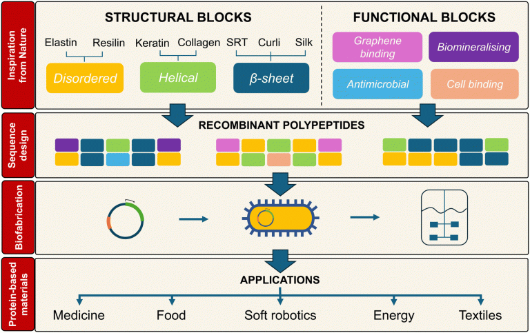 Molecular design of protein-based materials