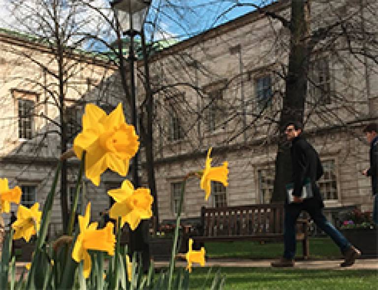 Daffodils in the Quad