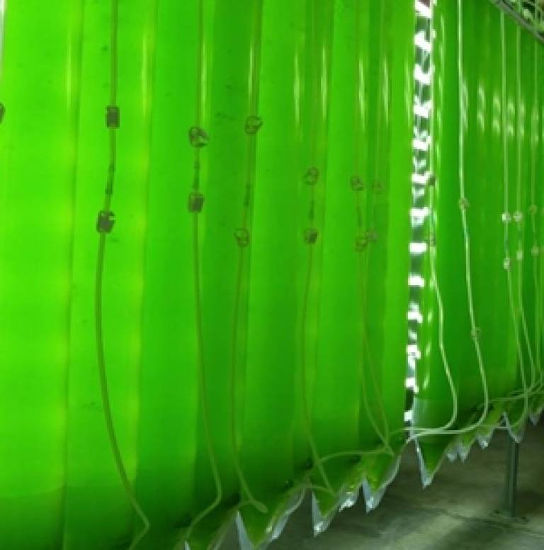 Algae Compositional Analysis Laboratory Procedures | Bioenergy | NREL