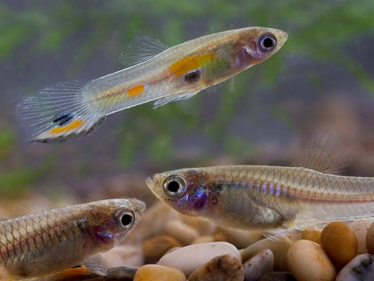 small guppies