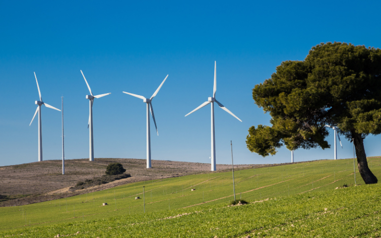 A lone of wind turbines are seen running across a green landscape, with a deciduous tree standing in the foreground