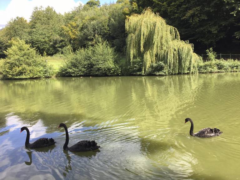 Black swans