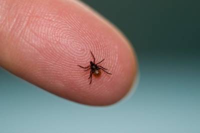 A tick on a finger