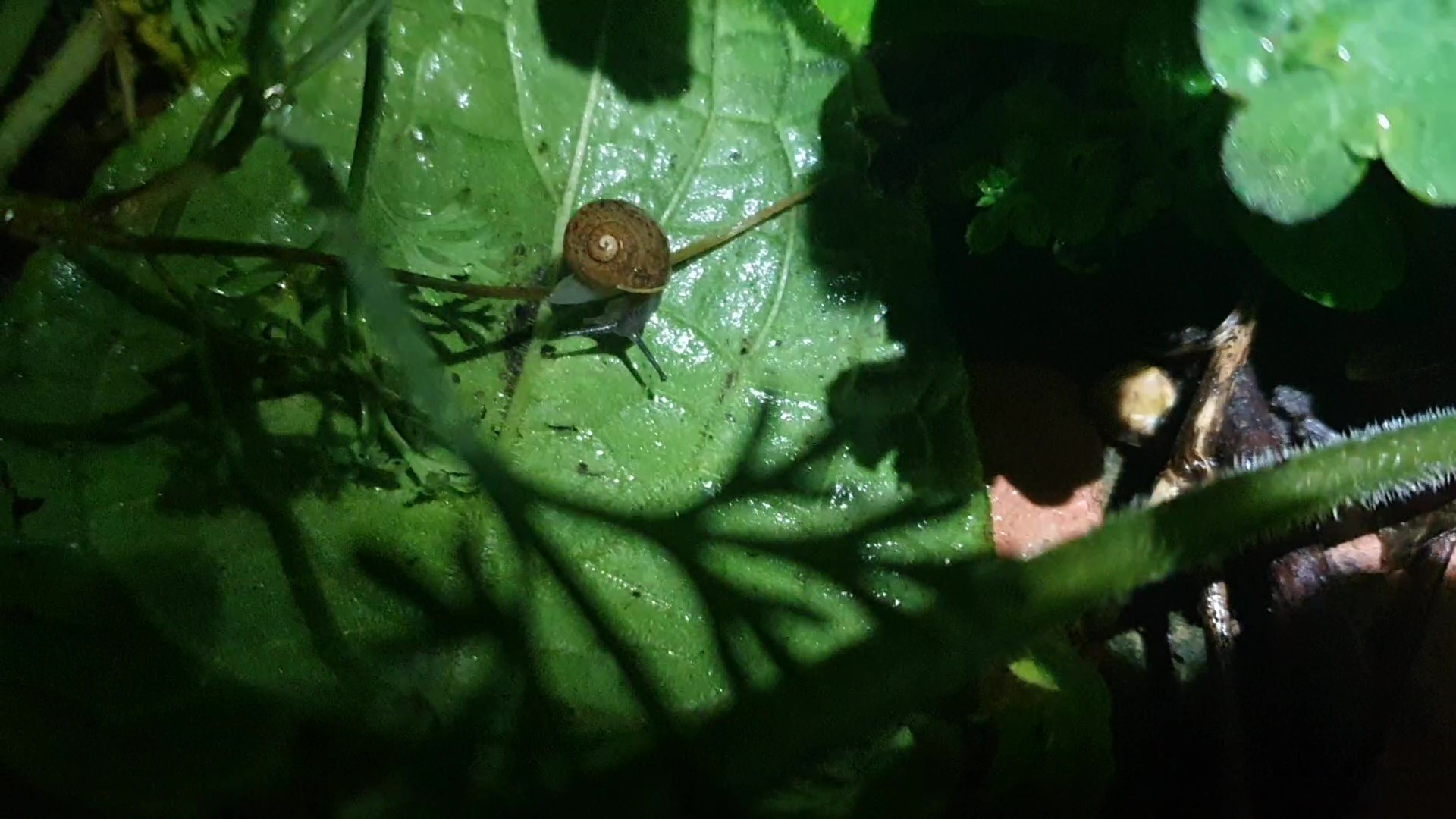 Close up of snail in shrubbery.