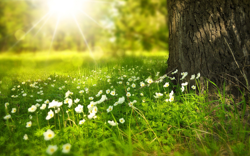 Landscape, tree and daisies