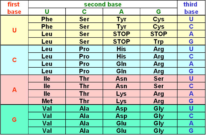amino acids sequence chart