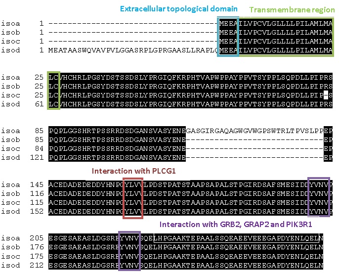 Multi sequence alignment of the human LAT isoforms