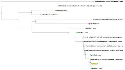 Phylogenetic tree