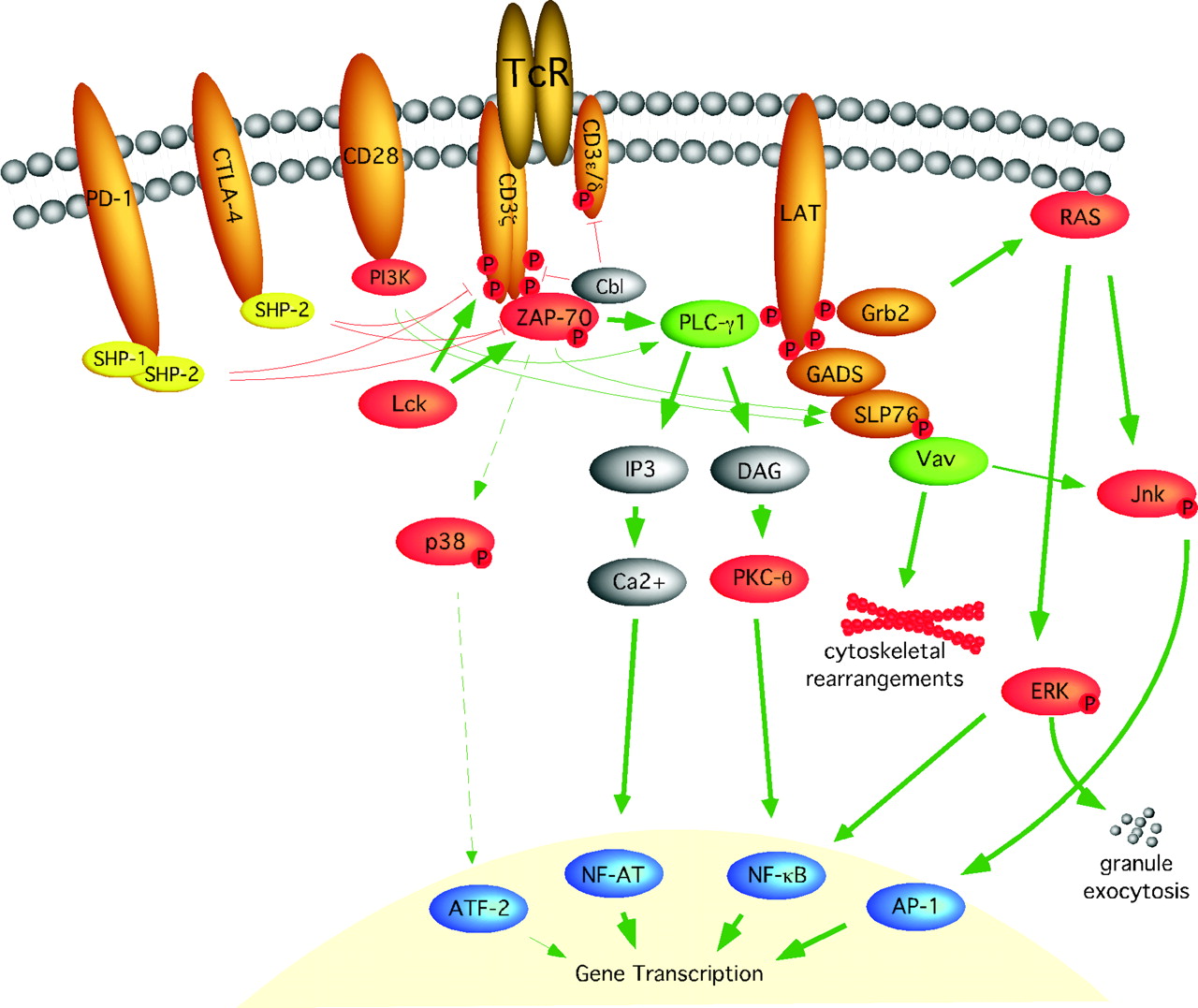 T-cell receptor signalling pathway