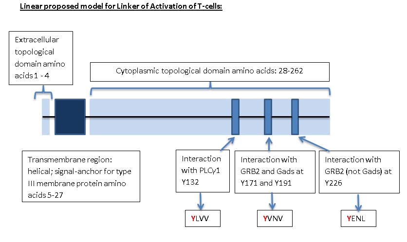 Linear proposed model for LAT