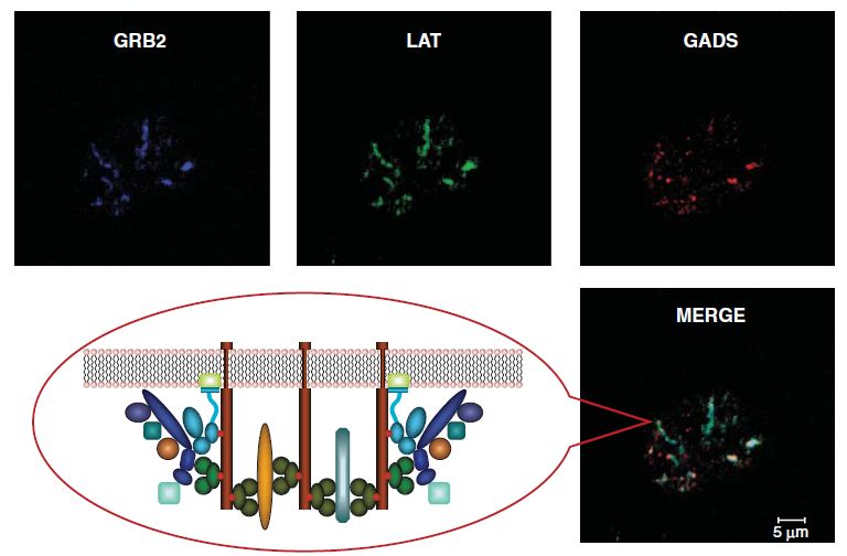 Fluorescence microscopy of Grb2, GAD2 and LAT showing that the proteins are associated in clusters during signal transduction.