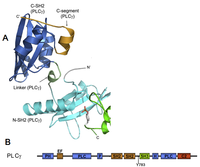  The structure of activated FGFR1 kinase in complex
with a phospholipase Cgamma (PLCgamma) fragment