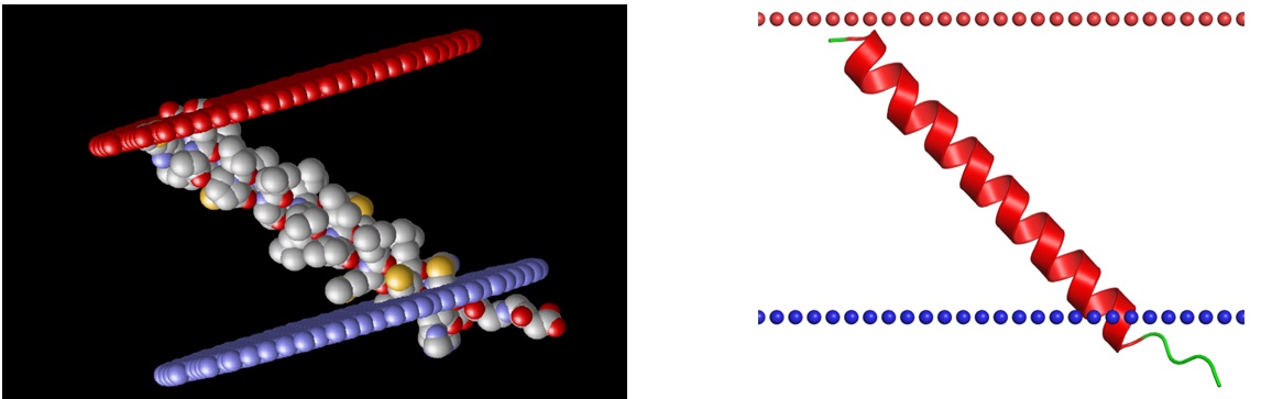 Stereo, space-filling representation of an a-helical segment of LAT determined by X-ray crystal structure analysis.